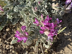 Astragalus utahensis