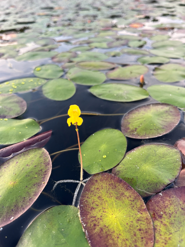 Utricularia radiata, photograph 3