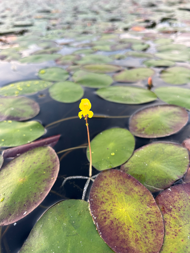 Utricularia radiata, photograph 4