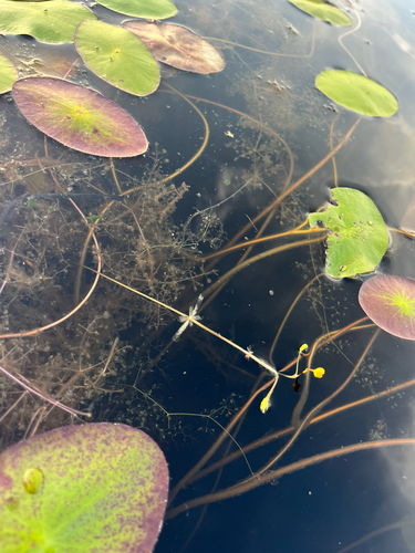 Utricularia radiata, photograph 5