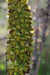 Orchis punctulata