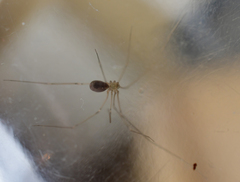 Pholcus phalangioides