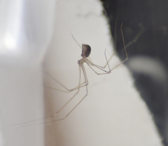 Pholcus phalangioides