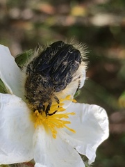 Tropinota squalida