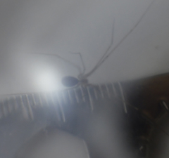 Pholcus phalangioides