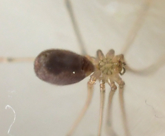 Pholcus phalangioides