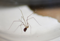 Pholcus phalangioides