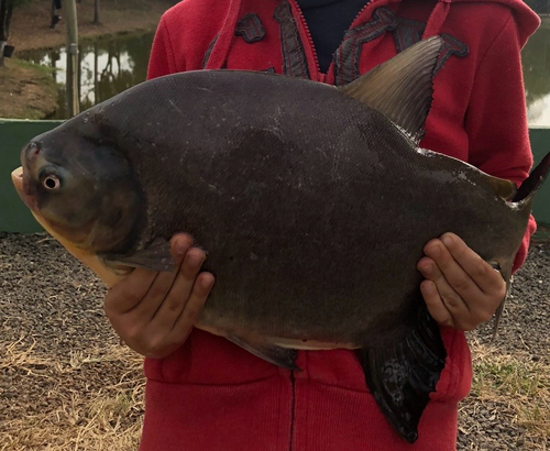 Red-bellied Pacu