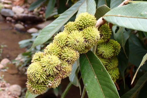 Lithocarpus wrayi