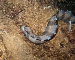 Gymnothorax rueppelliae