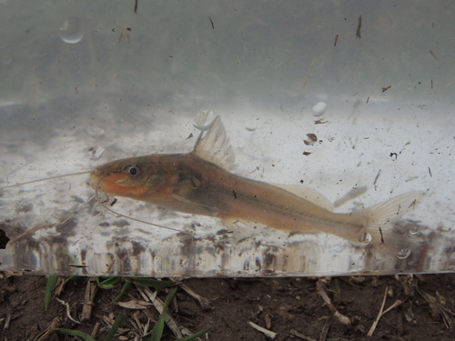 Broadhead dwarf catfish (Pimelodella laticeps) — Heptapteridae — 5