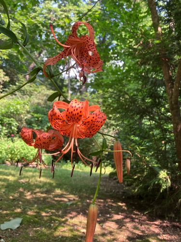 Tiger lily (Lilium lancifolium)