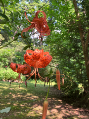 Lilium lancifolium