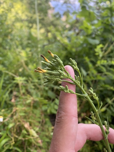Lactuca quercina, photograph 5