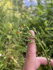 Lactuca quercina, photograph (c) Илья Руденко, some rights reserved (CC BY)