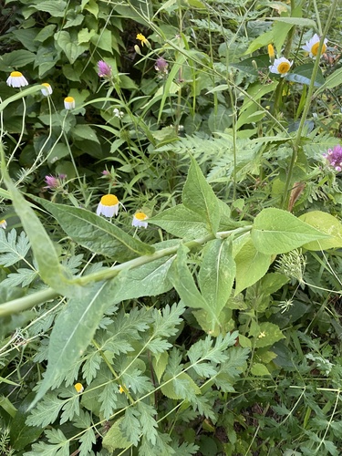 Lactuca quercina, photograph 6