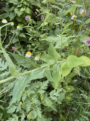 Lactuca quercina, photograph (c) Илья Руденко, some rights reserved (CC BY)