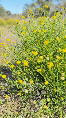 Bur Daisy