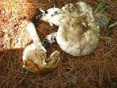 Amanita submaculata