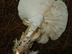 Amanita submaculata