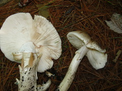 Amanita submaculata