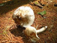 Amanita submaculata
