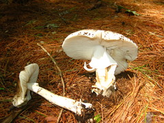 Amanita submaculata