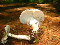 Amanita submaculata