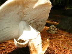 Amanita submaculata