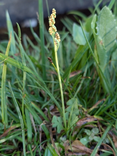 Botrychium simplex, 2026-07-28