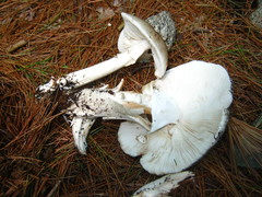 Amanita submaculata