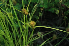Carex bohemica