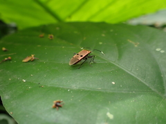 Physopelta quadriguttata