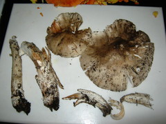 Amanita submaculata
