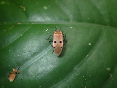 Physopelta quadriguttata