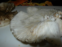 Amanita submaculata