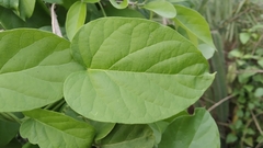 Telosma cordata