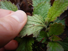 Verbena stricta