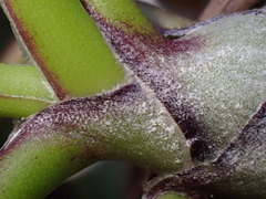 Tillandsia bulbosa, photograph (c) Nolan Exe, some rights reserved (CC BY)