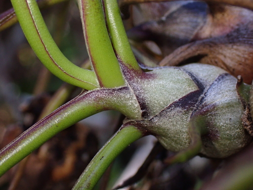 Tillandsia bulbosa, photograph 3