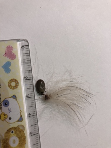 Eastern Black-legged Tick, Birkdale Rd, Toronto, ON, CA, photo 10 of 10