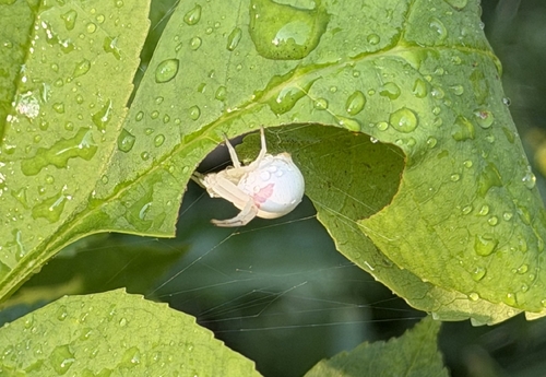 Goldenrod Crab Spider