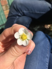 Fragaria × ananassa