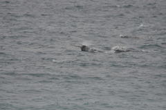 Monodon monoceros