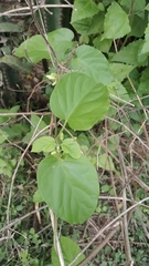 Telosma cordata