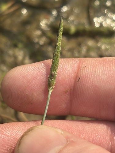 Alopecurus carolinianus observed 2026-07-28