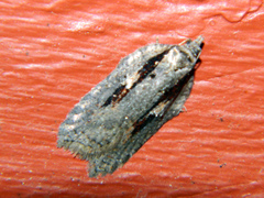 Acleris pulverosana