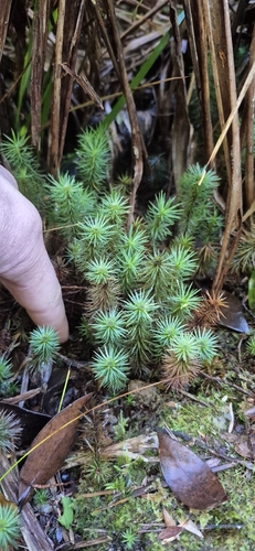 Dawsonia polytrichoides observed 2026-07-29