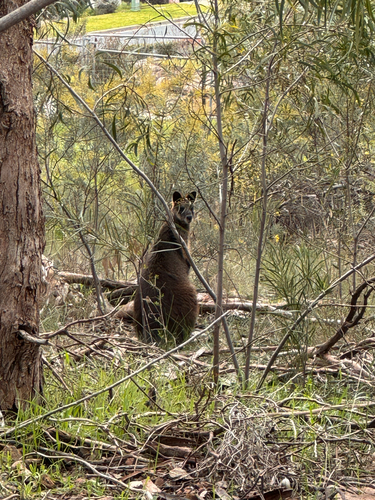 Swamp Wallaby