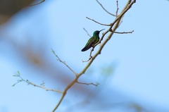 Anthracothorax viridigula